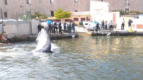Une baleine d'une quinzaine de mètres piégée dans le port de Marseille (PHOTOS, VIDEO)