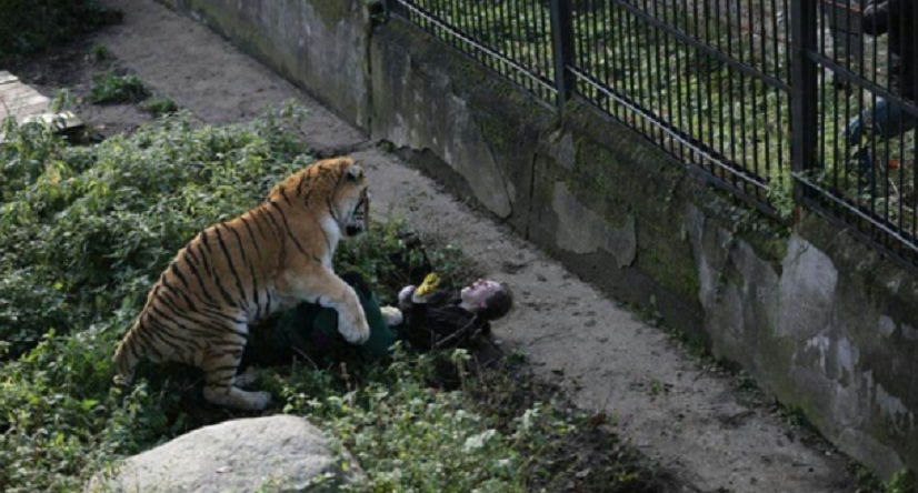 Un tigre attaque violemment une soigneuse dans un zoo en Russie (PHOTOS CHOC)
