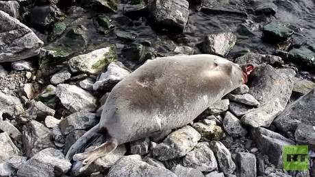 Pourquoi 130 phoques ont-ils été retrouvés morts sur les rives du lac Baïkal, en Russie ? (VIDEO)