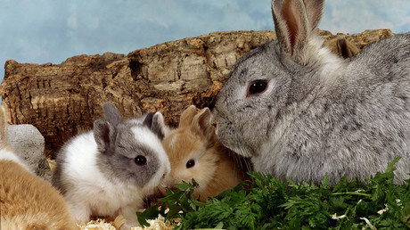 «Faites comme des lapins !» : En Pologne, une pub pour relancer la natalité fait polémique