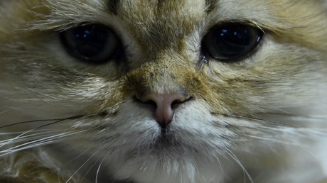  Japon : un chat errant à l'origine d'une tentative de meurtre ?