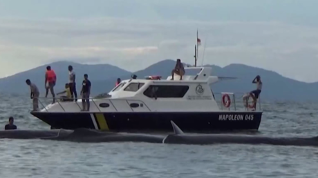 Les autorités indonésiennes sauvent dix baleines piégées dans un bassin océanique