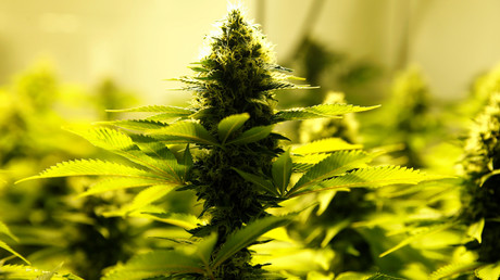 Grèce : le gouvernement compte sur la marijuana médicale pour attirer les investisseurs