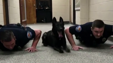 Aux Etats-Unis, un chien policier fait des pompes avant de prendre son service