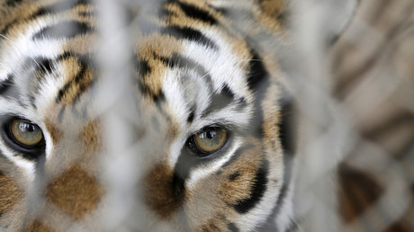 Un tigre s'échappe d'un cirque à Paris et perturbe la circulation