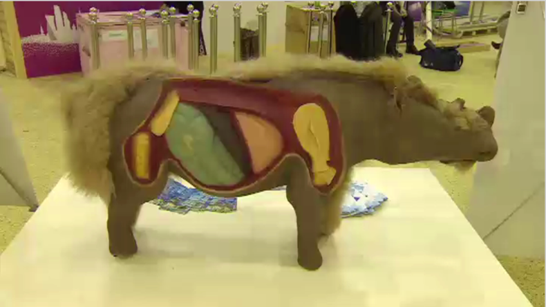 Un bébé rhinocéros laineux de 33 000 ans exposé à Moscou