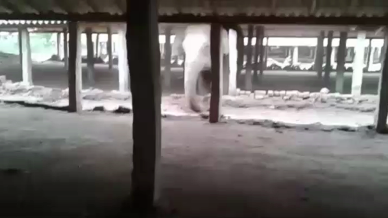 Un éléphant sauvage pénètre dans une usine de briques en Inde 
