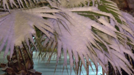 A la place du sapin de Noël, des palmiers sous la neige au Texas !