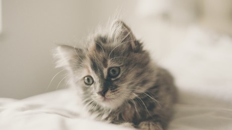 A Londres, un mystérieux tueur de chats aurait fait plus de 400 victimes en deux ans