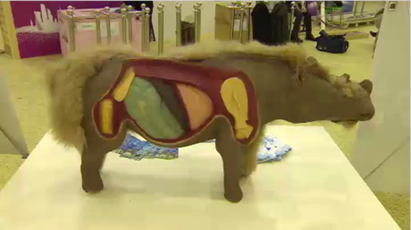 Un bébé rhinocéros laineux de 33 000 ans exposé à Moscou