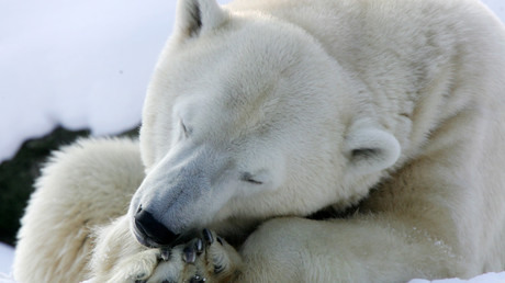 Vidéo d'un ours blanc famélique : des scientifiques doutent du lien avec le réchauffement climatique