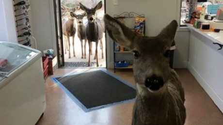 Colorado : une biche invite toute sa famille à faire du shopping (PHOTOS)