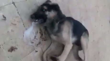 Liban : une vidéo de chiens errants empoisonnés par des employés municipaux provoque un tollé
