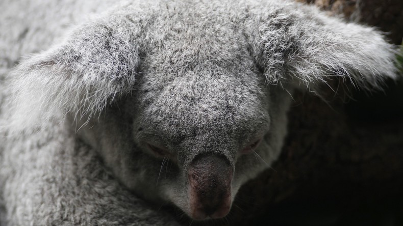 Australie : le cadavre d'un koala vissé à un poteau provoque l'indignation (PHOTO)