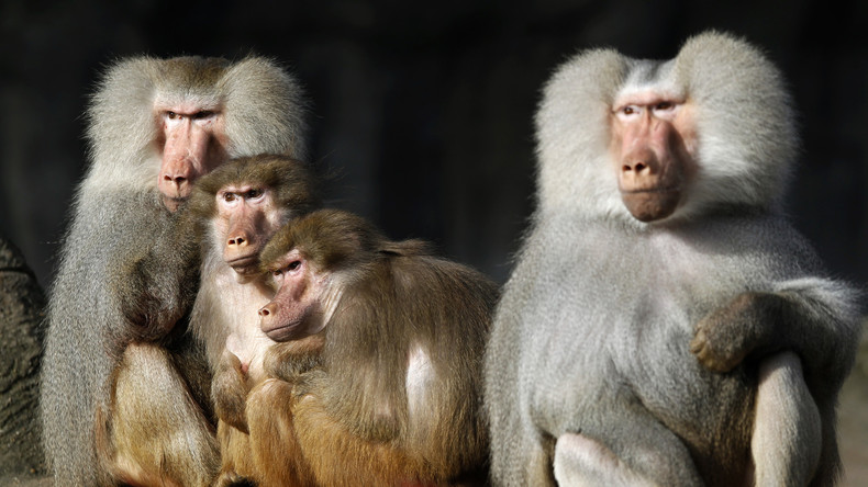 Zoo de Vincennes : une cinquantaine de babouins «en fuite» déclenchent les singeries de Twitter