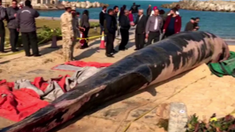 Egypte : une énorme baleine de 12 tonnes retrouvée sur les plages d'Alexandrie 
