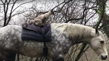 Un cavalier pas comme les autres