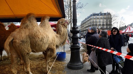 L'exposition d'animaux de cirque au froid de la place de la République provoque de vives réactions