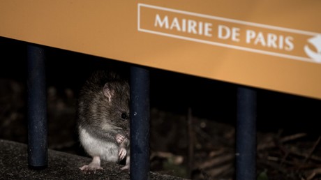 Les rats vont-ils submerger Paris ? Les éboueurs interpellent la mairie (VIDEO)