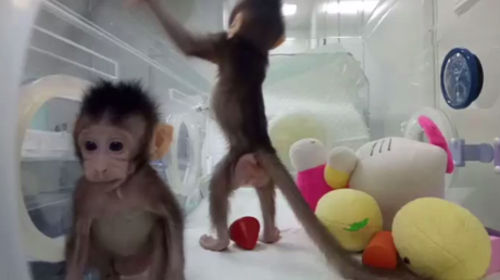 La Chine dévoile le clone d'un singe