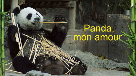 Panda, mon amour