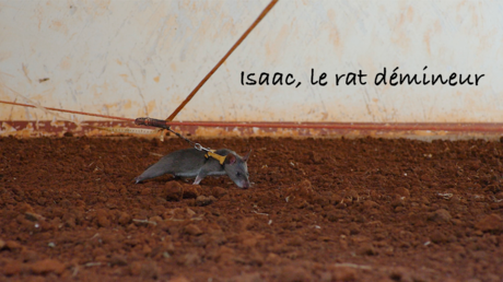 Isaac, le rat démineur