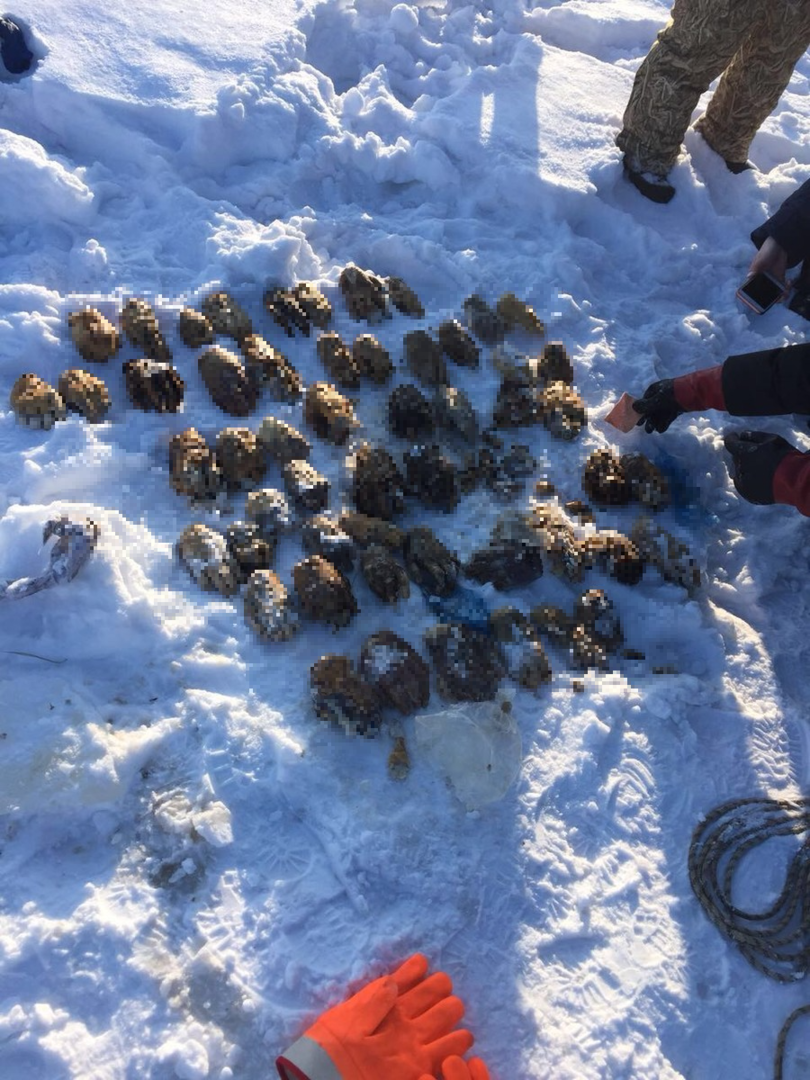 Horreur à Khabarovsk : des dizaines de mains coupées retrouvées dans la neige (IMAGE CHOC)