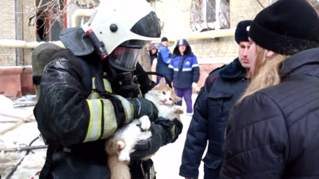 Réanimation d’un chat intoxiqué par la fumée lors d'un incendie à Volgograd 