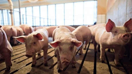 Le porc et le soja figurent parmi les filières agricoles menacées par une guerre commerciale entre les Etats-Unis et la Chine mais aussi le Canada et le Mexique. Ici, élevage porcin dans l'Iowa (illustration).