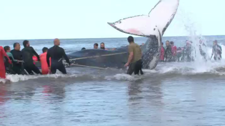 Argentine : opération de sauvetage pour rejeter une baleine à la mer