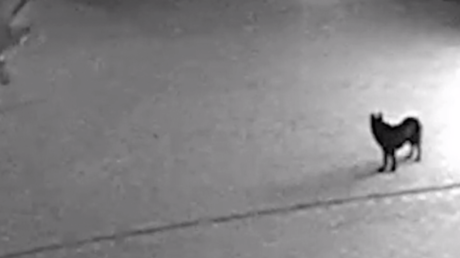 Un chien complice d'un cambriolage à Nijni Novgorod, en Russie