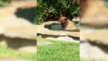 Etats-Unis : un ours brun s’invite dans le jardin d’un Californien et profite de son jacuzzi