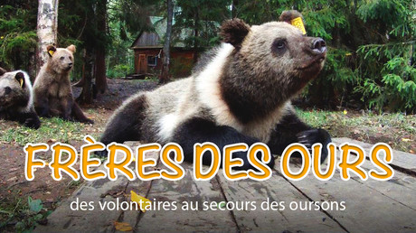 Frères des ours : des volontaires au secours des oursons
