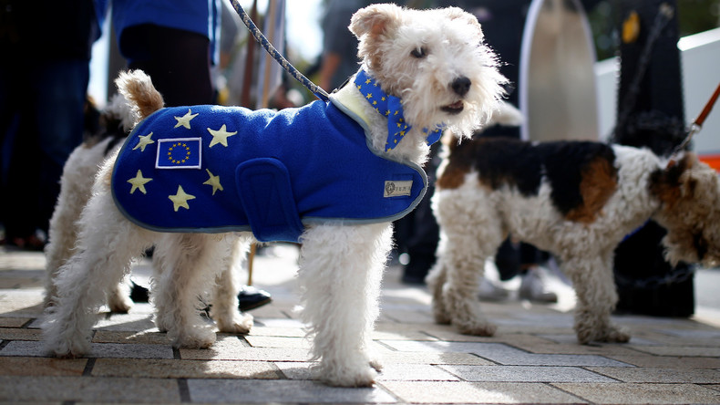 Plus dociles que les humains ? Des chiens défilent contre le Brexit (IMAGES)