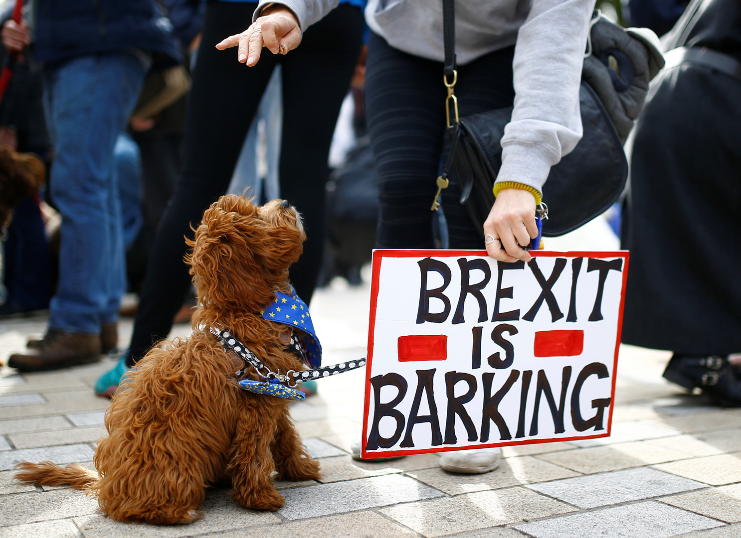 Plus dociles que les humains ? Des chiens défilent contre le Brexit (IMAGES)