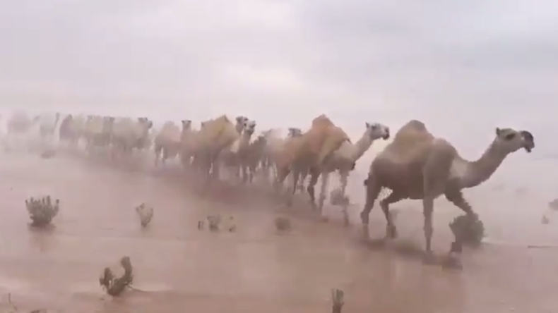 Les «vaisseaux du désert» sous la pluie : une allégorie transformée en réalité