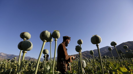 Afghanistan : un rapport déplore le cuisant échec de Washington dans la lutte contre l'opium