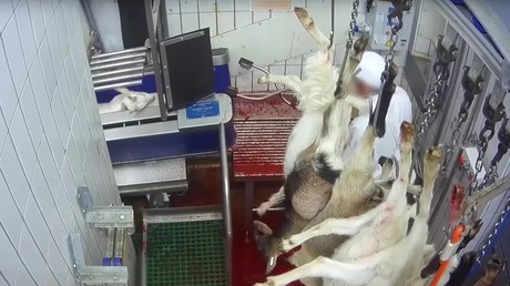 L'activité d'un abattoir suspendue par le gouvernement après une vidéo choc (VIDEO)