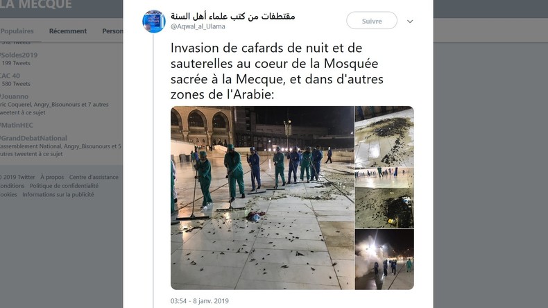 Des dizaines de milliers de cafards envahissent La Mecque (IMAGES)