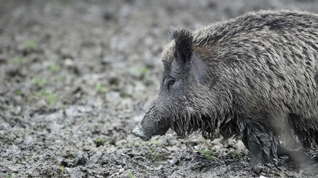 Pour contrer la peste porcine africaine, le Danemark construit une palissade à sa frontière sud