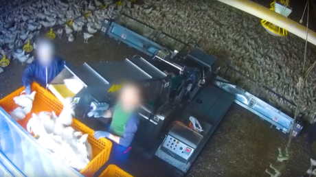 Des poulets vivants dans des conditions déplorables récoltés à la moissonneuse-batteuse (VIDEO CHOC)