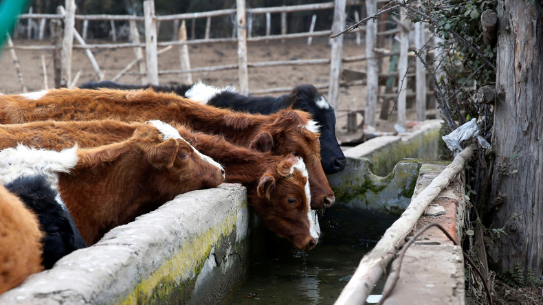 L214 dénonce la pose de hublots sur des vaches à des fins de recherche (VIDEO CHOC)