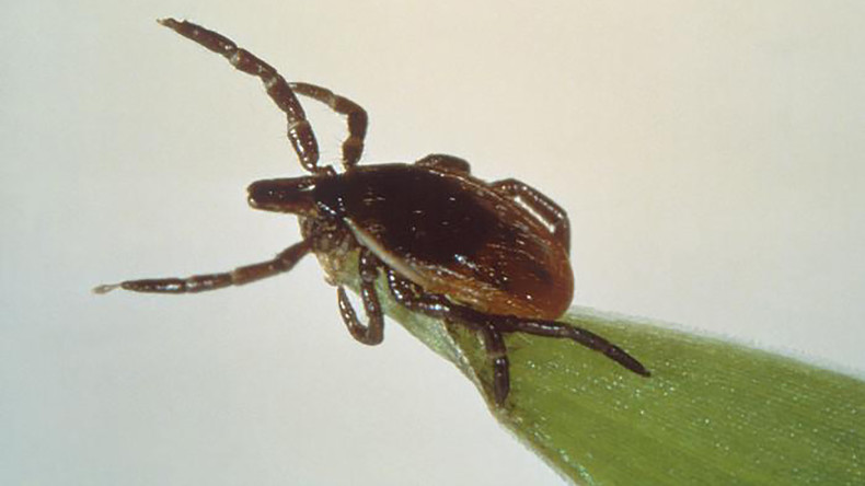 L'armée américaine est-elle responsable de la propagation de la maladie de Lyme ? (VIDEO)