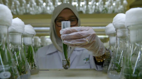 Un agent du laboratoire de recherche sur l’huile de palme Palm Oil Board (MPOB), à Bangi, dans la banlieue de Kuala Lumpur en Malaysie manipule un tube à essai contenant un spécimen de semis de palmier nain (illustration, photo prise en décembre 2018).