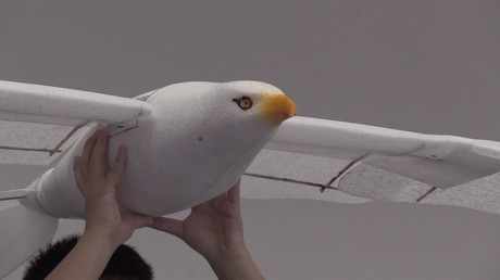 Est-ce un oiseau ou un drone ?