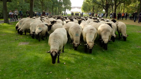Allemagne : les bergers en ont assez de se faire tondre…