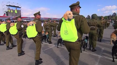 L’armée la plus mignonne : d'adorables chiots présentés lors d'un défilé militaire au Chili