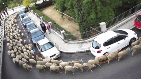 Des moutons marchent à travers Madrid