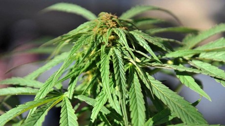 L'Assemblée nationale a voté le 25 octobre l'expérimentation du cannabis thérapeutique.