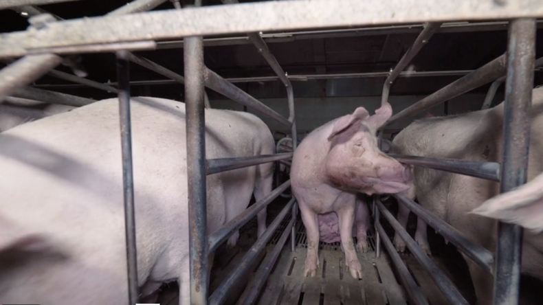 Cadavres à même le sol et bâtiments insalubres : L214 dénonce un élevage porcin en Bretagne